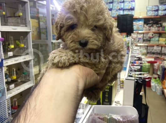 Maltipoo Oyuncu Sevimli Yavrular görsel